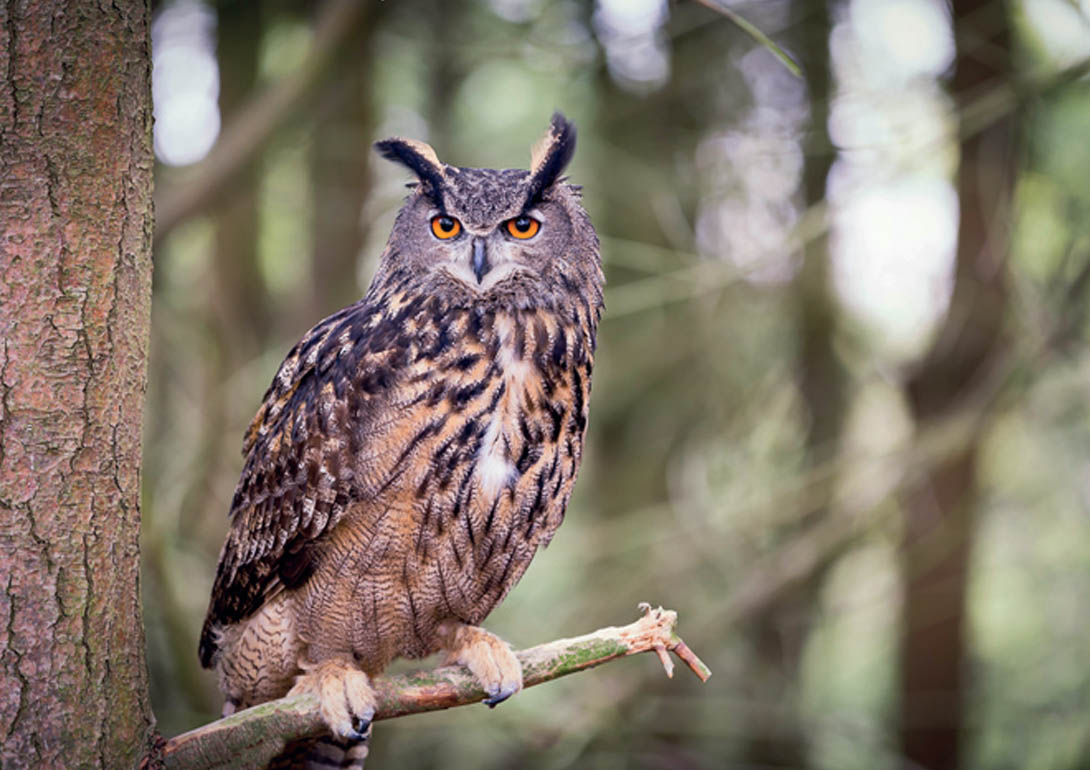 Bild einer Eule im Wald.